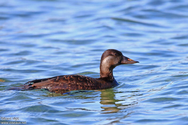 Common Scoter female adult breeding, swimming