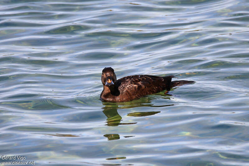 Macreuse noire mâle 2ème année, identification