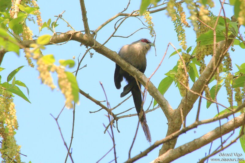 Green-billed Malkohaadult