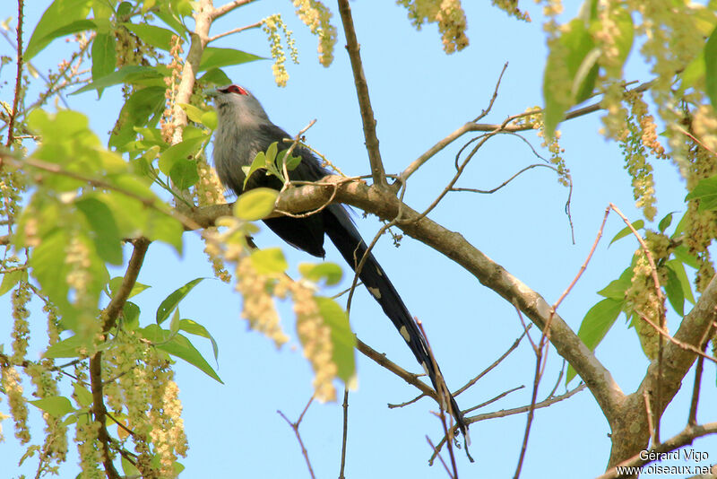 Malcoha sombreadulte