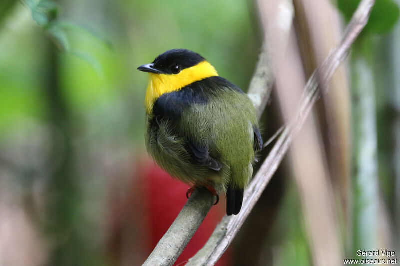 Golden-collared Manakinadult