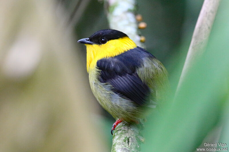 Golden-collared Manakinadult