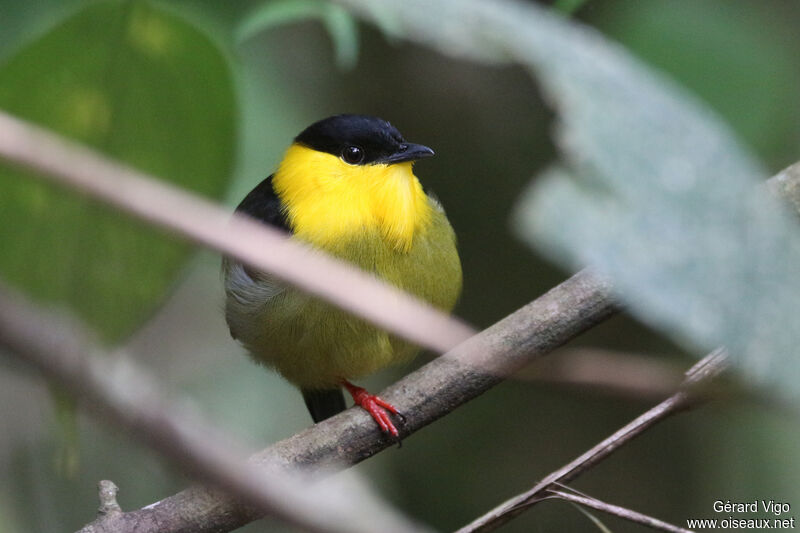 Manakin à col d'oradulte