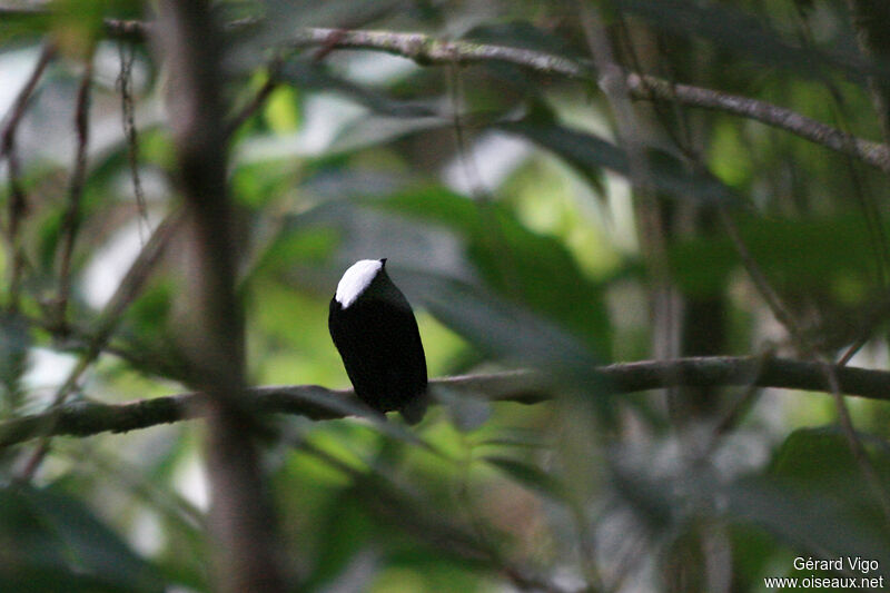 Manakin à tête blanche mâle adulte