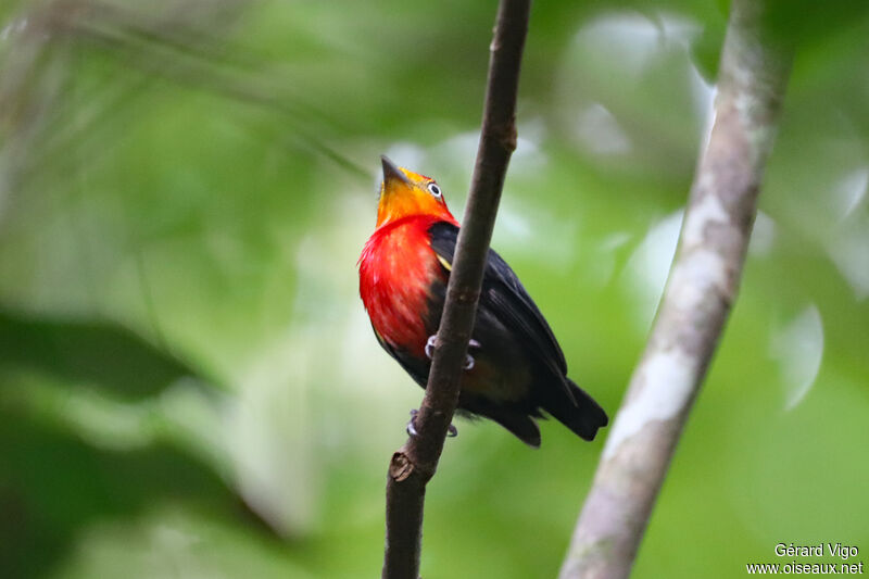 Crimson-hooded Manakin male adult