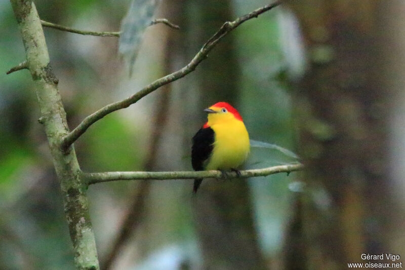 Wire-tailed Manakinadult