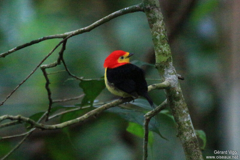 Manakin filifèreadulte