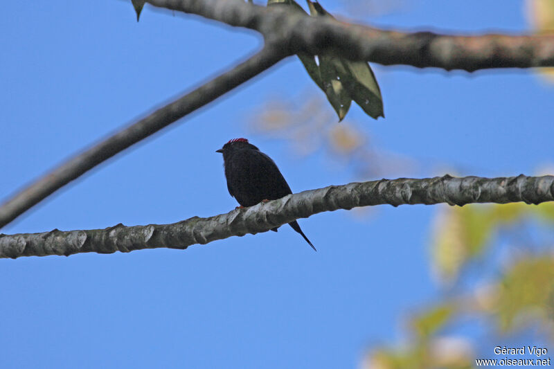 Lance-tailed Manakinadult