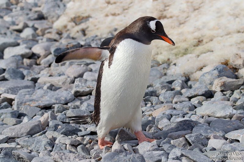 Gentoo Penguinadult