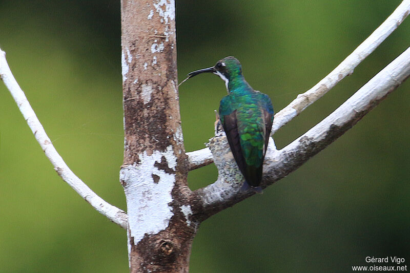 Black-throated Mango female adult, Reproduction-nesting