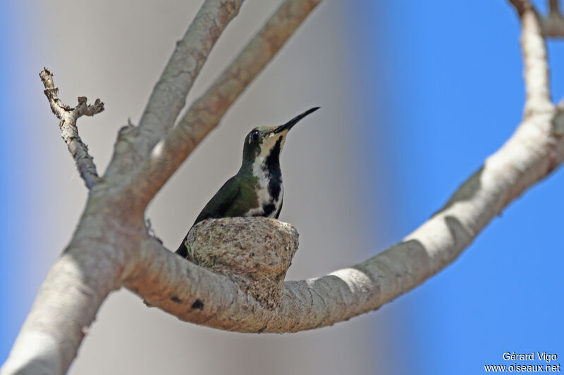 Green-throated Mango female adult, Reproduction-nesting