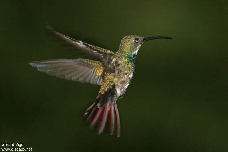 Green-breasted Mangoadult, Flight