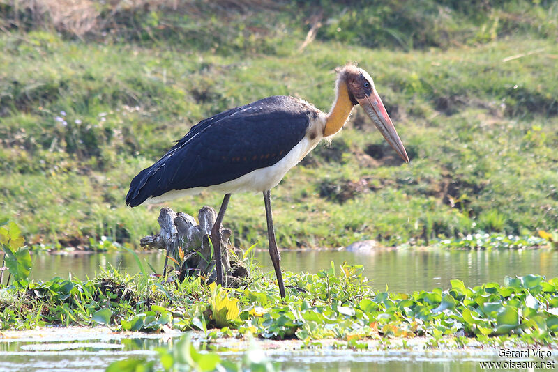 Lesser Adjutantadult