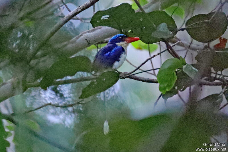 Common Paradise Kingfisheradult