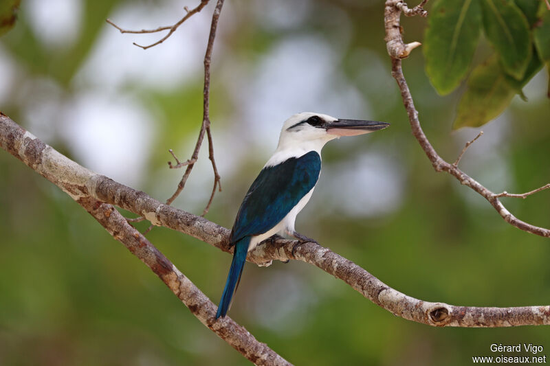 Beach Kingfisheradult