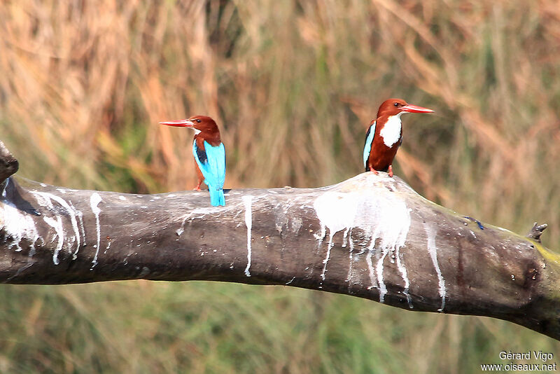 White-throated Kingfisheradult