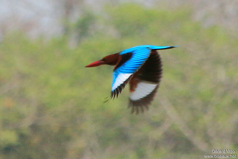 White-throated Kingfisheradult, Flight