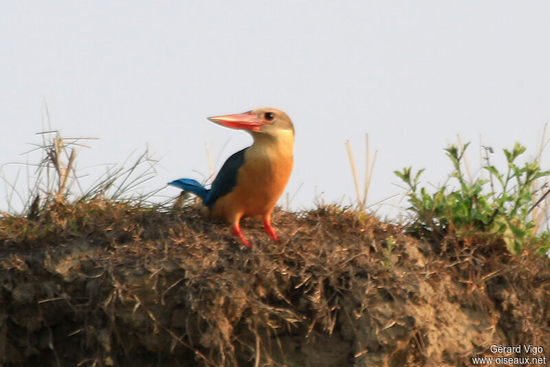 Stork-billed Kingfisheradult