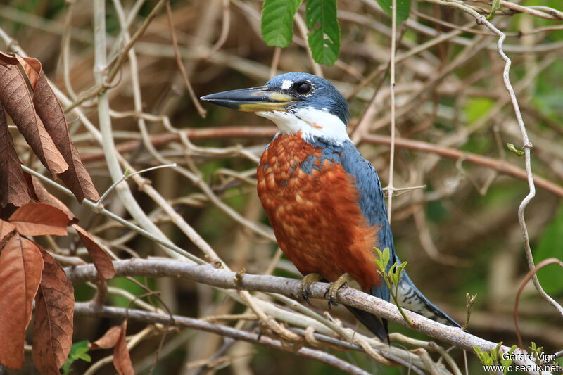 Ringed Kingfisher male adult