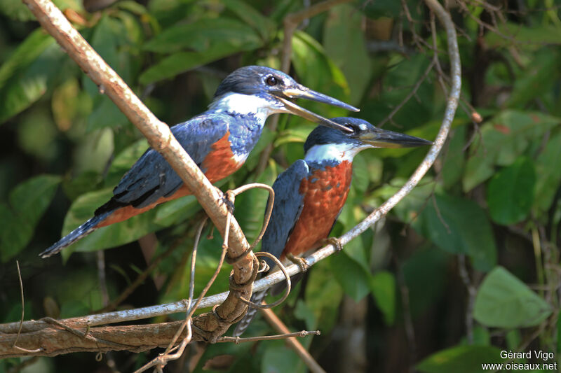 Ringed Kingfisheradult