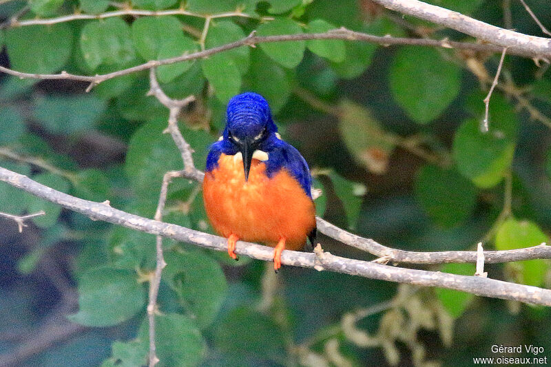 Shining-blue Kingfisheradult