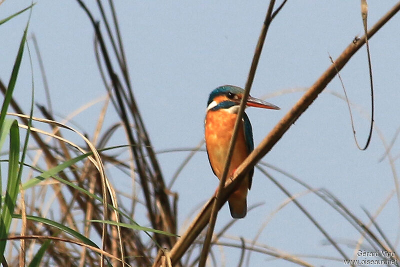 Common Kingfisheradult