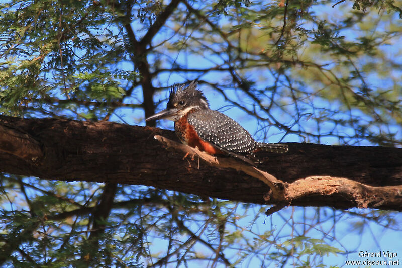 Giant Kingfisher male adult