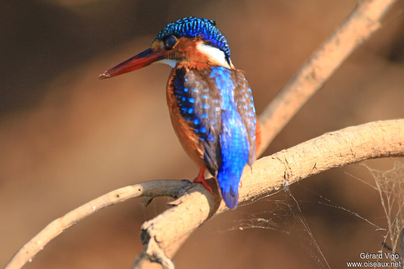 Malachite Kingfisheradult