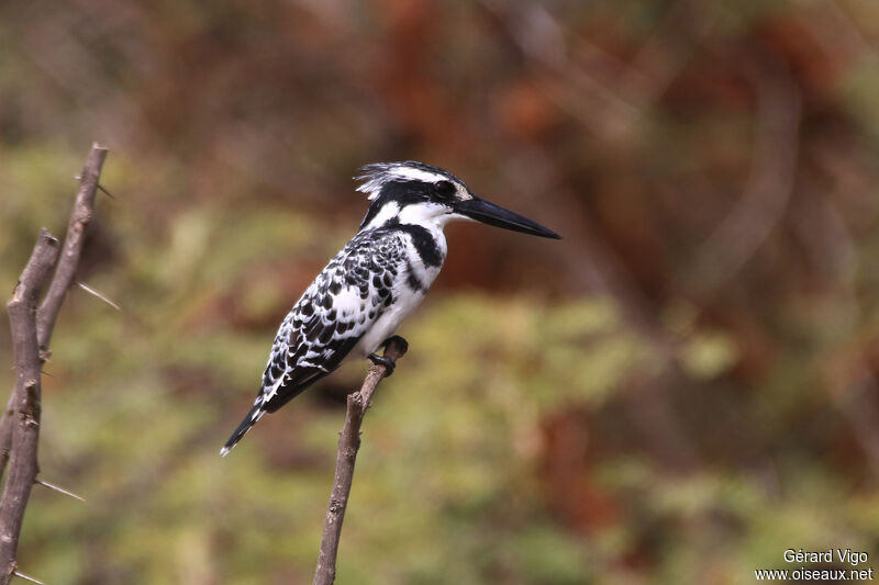 Pied Kingfisher male adult