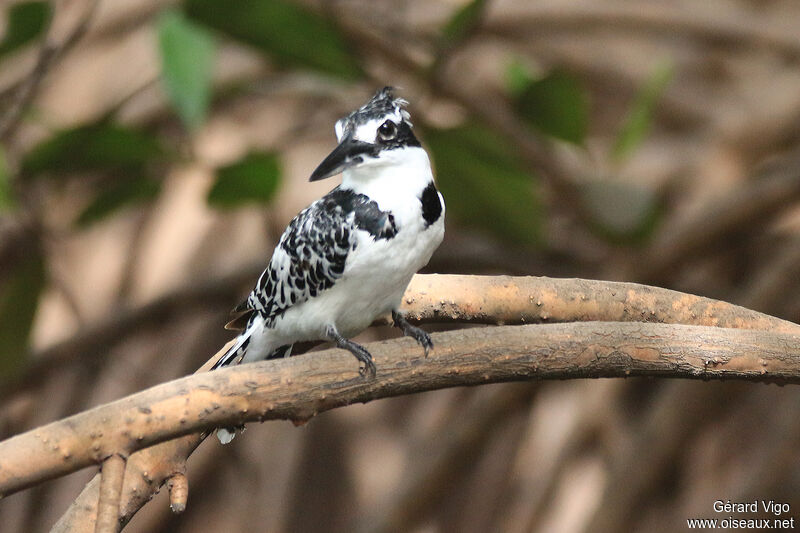 Pied Kingfisher female adult