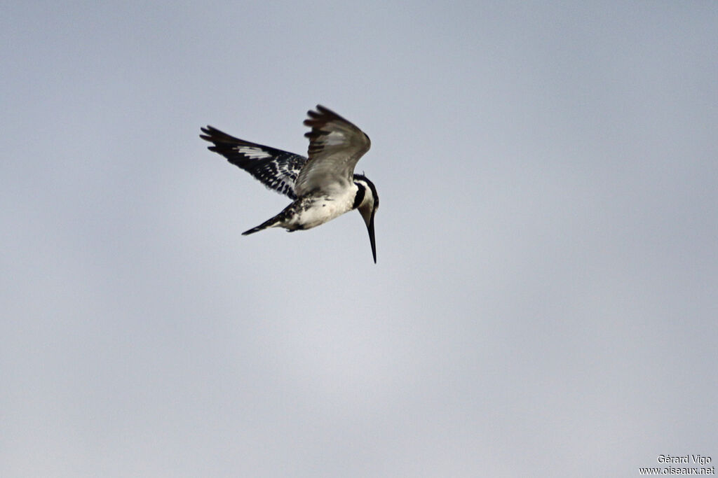 Martin-pêcheur pie - Alcyon pie<br /> femelle adulte, Vol, pêche/chasse