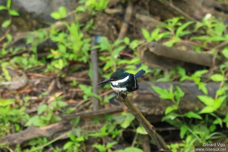 Green Kingfisher female adult