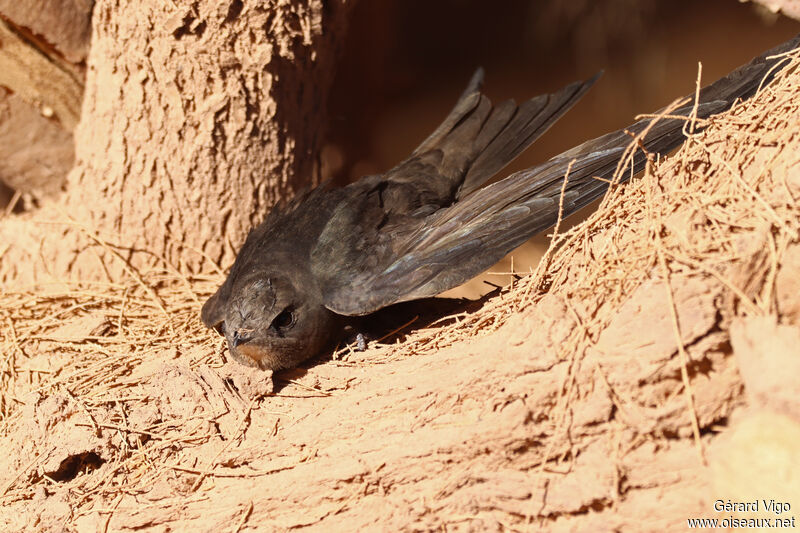 Common Swiftadult