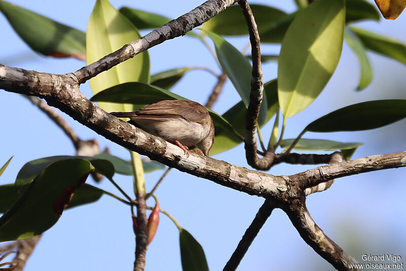 Brown-backed Honeyeateradult