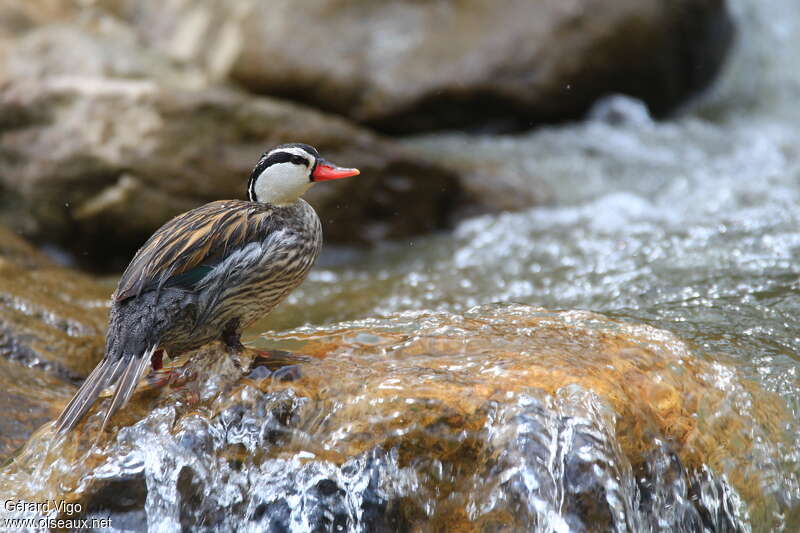 Torrent Duck male adult, identification