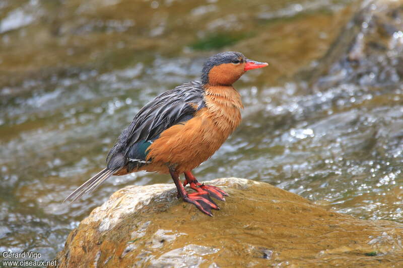 Merganette des torrents femelle adulte, identification