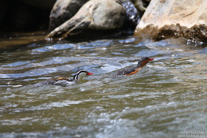 Torrent Duckadult, swimming