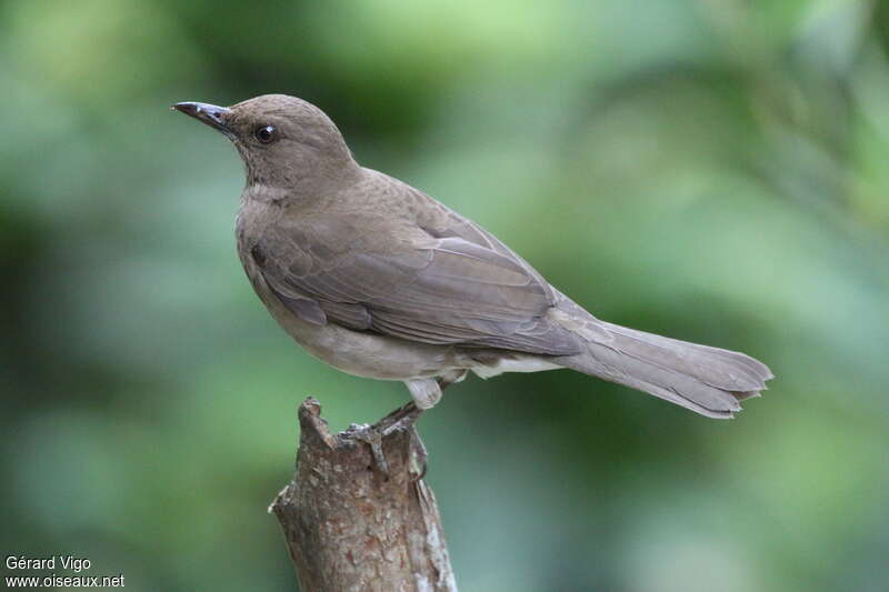 Black-billed Thrushadult, pigmentation