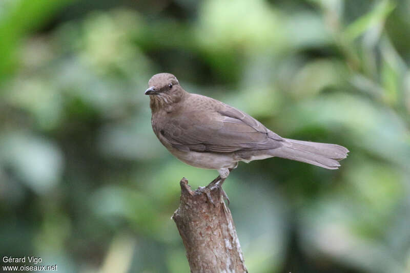 Black-billed Thrushadult, identification