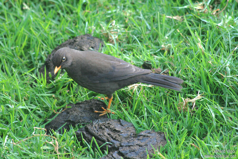 Sooty Thrush female adult