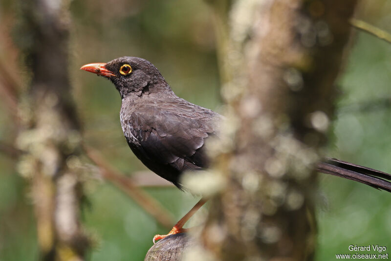 Great Thrush male adult