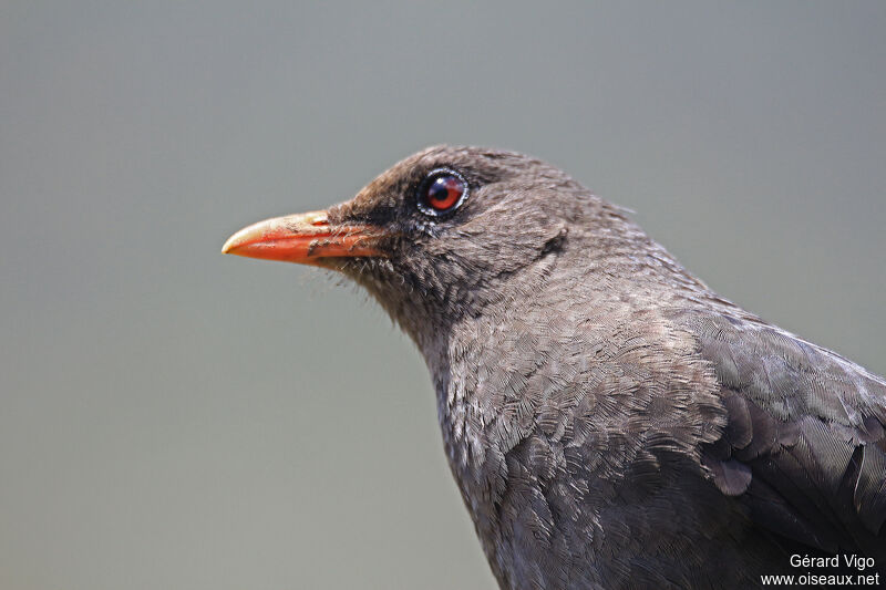 Great Thrush female adult