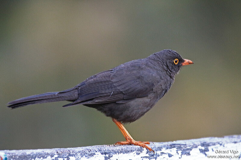 Great Thrush male adult