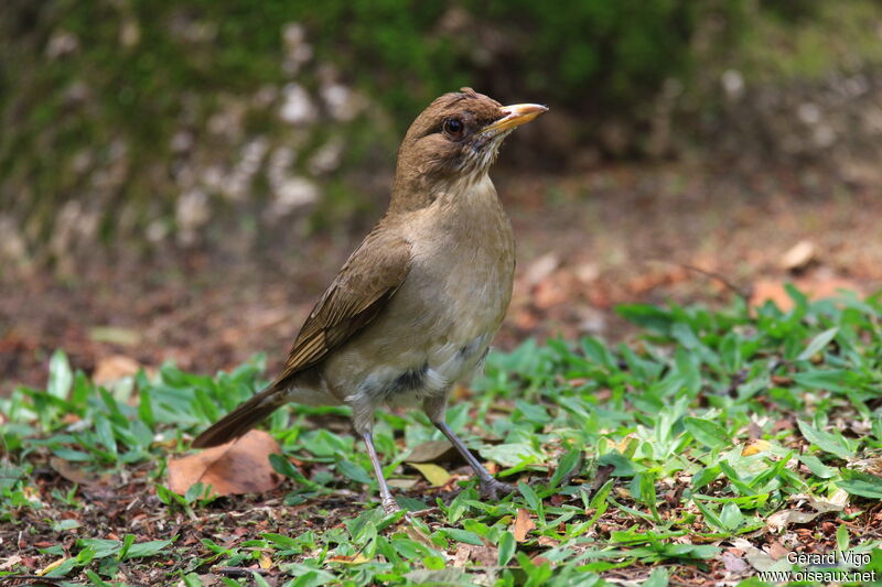 Merle leucomèleadulte