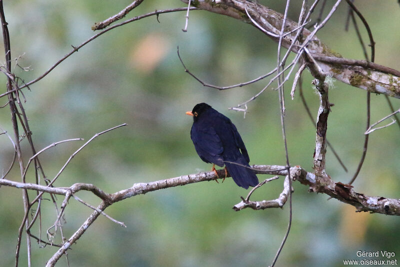 Glossy-black Thrush male adult