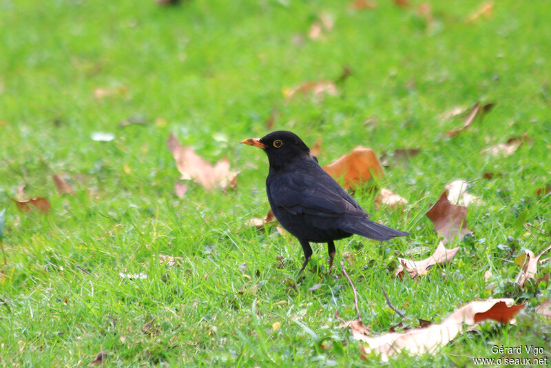 Common Blackbird male adult