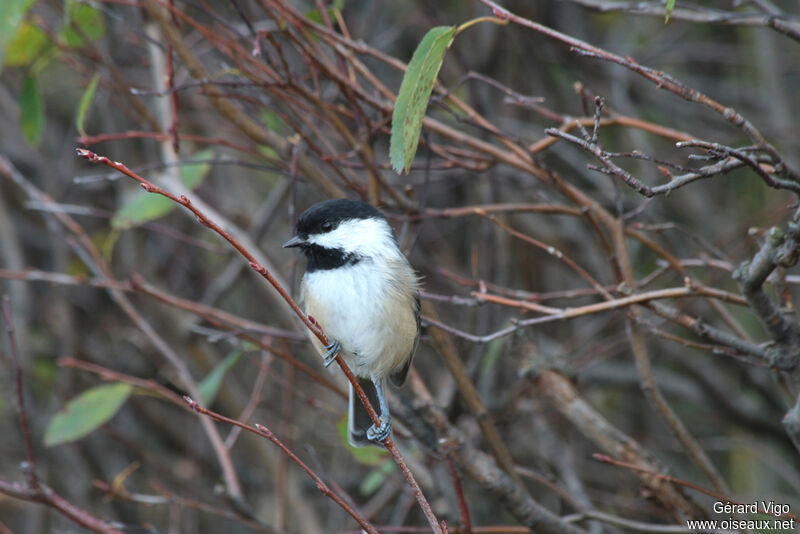 Black-capped Chickadeeadult