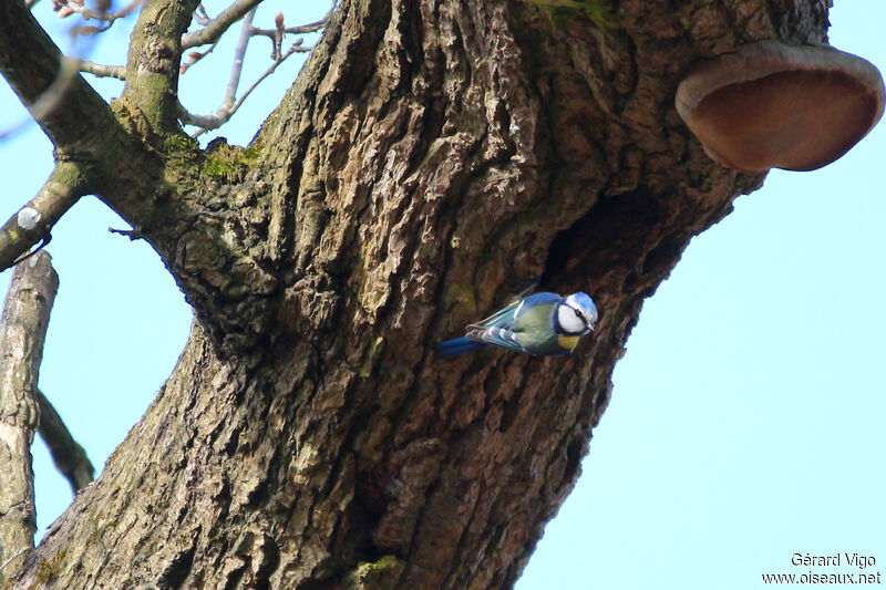 Mésange bleueadulte