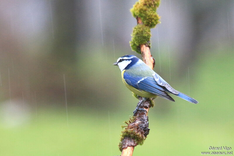 Mésange bleueadulte