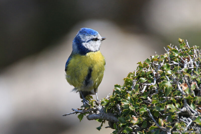 Mésange bleueadulte